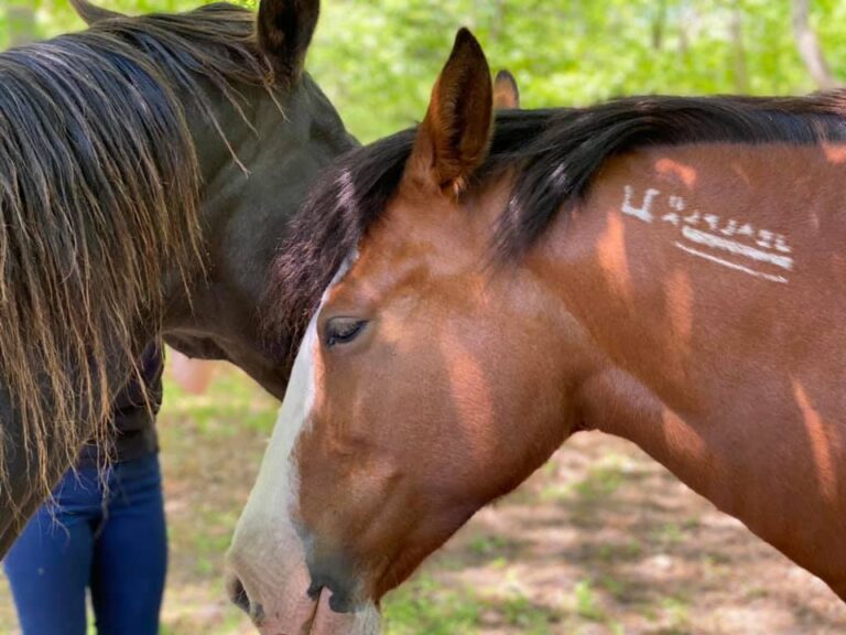 two horses interacting affectionately