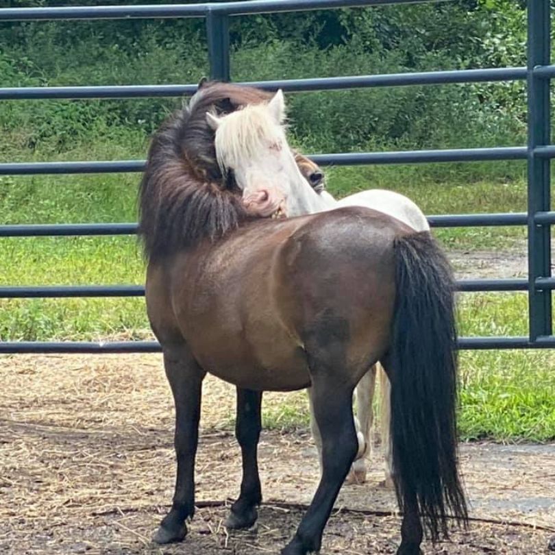 Two horses hugging
