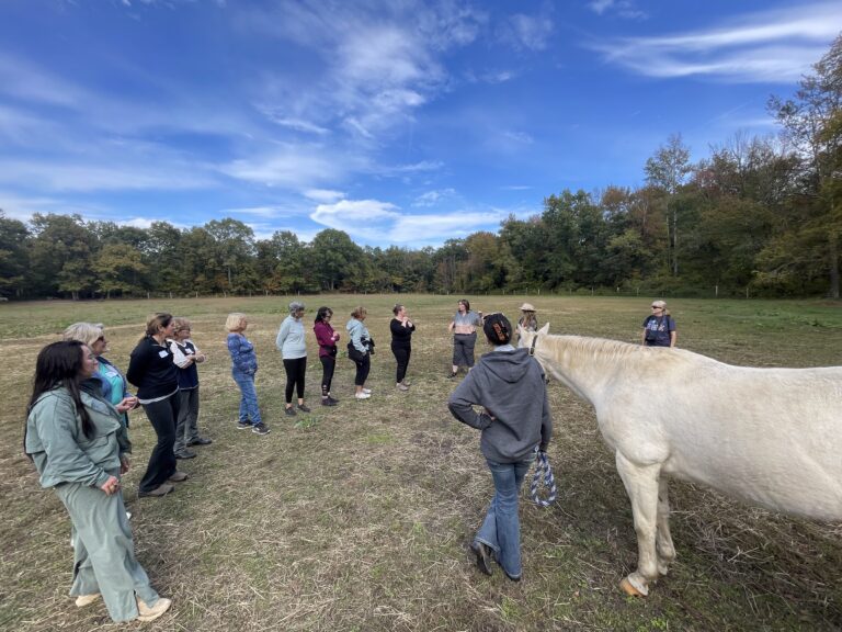 a group with horses in the pasture 2