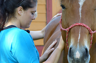 Women putting their hands on the side of a horse in a gesture of healing