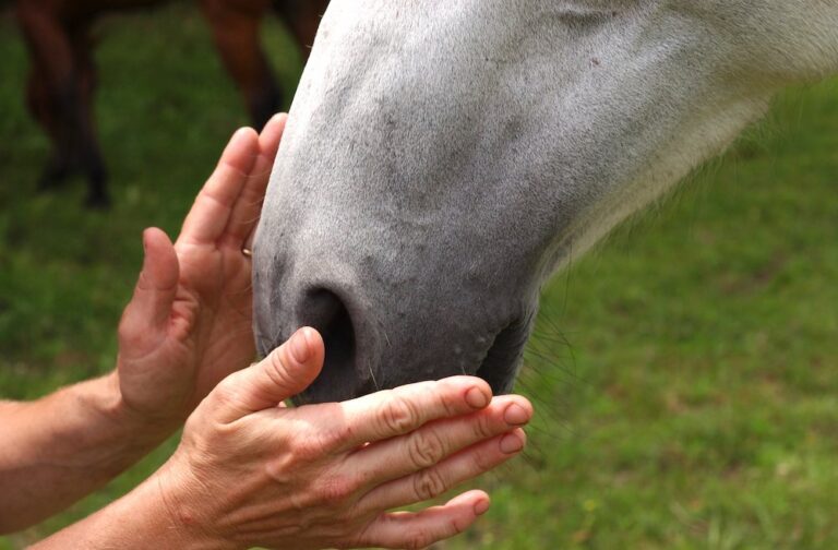 Hands placed around horse's muzzle